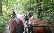 Horse-drawn carriage ride along the pond area, Foto: Dana Kersten, Lizenz: Tourismusverband Lausitzer Seenland e.V.