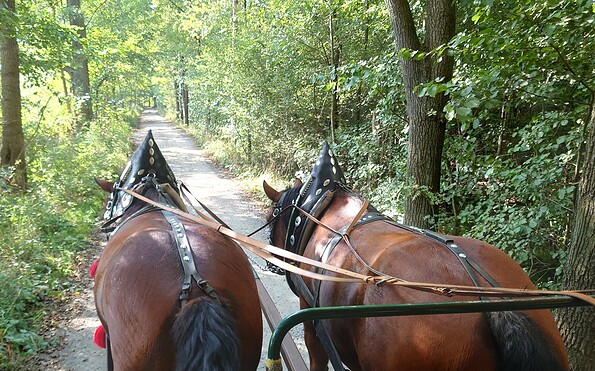 Horse-drawn carriage ride along the pond area, Foto: Dana Kersten, Lizenz: Tourismusverband Lausitzer Seenland e.V.