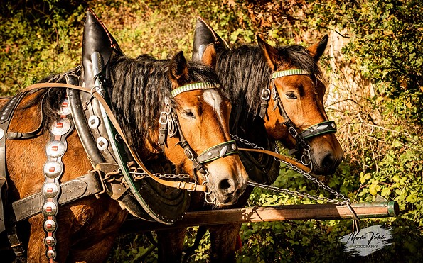 Harness horse, Foto: Marlen Kiebeler, Lizenz: A.Schmiedel