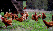 Hühner auf dem Ökohof Fläming, Foto: Ökohof Fläming