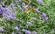 Lavendel , Foto: Ute Bernhardt, Lizenz: Kräuter- und Naturhof