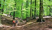 Findlingswanderweg - Wanderung durch die Springer Rummel, Foto: Bansen/Wittig
