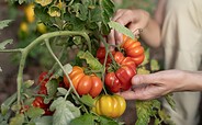 Bunte Tomaten im Schaugarten, Foto: Julia Borchardt / vivografie.de, Lizenz: Naturparkverein Hoher Fläming e.V.