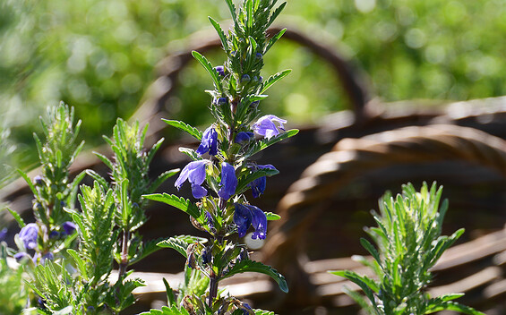 Moldavian Dragonhead, Foto: Theda Pförtner