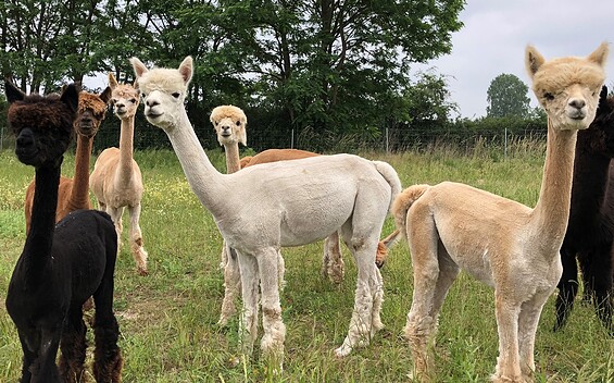 Alpaka Island, Foto: Matthias Schellack, Lizenz: Matthias Schellack