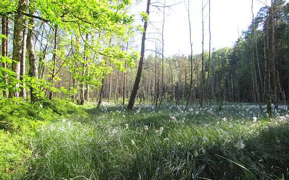 Landschaftsführungen durch die Ruppiner Schweiz - Kremserhof Zermützel