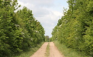 Field path near Mallnow, Foto: Katrin Riegel, Lizenz: Seenland Oder-Spree e. V.