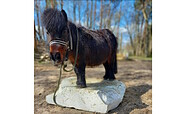 Pony, Foto: K. Flügel, Lizenz: Tiergehege e. V.