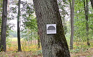 Köhlerpfadführung an der Waldschule, Foto: Christiane Bramer, Lizenz: Naturwelt Lieberoser Heide