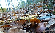mushroom hike, Foto: Juliane Frank, Lizenz: Tourismusverband Dahme-Seenland e.V.