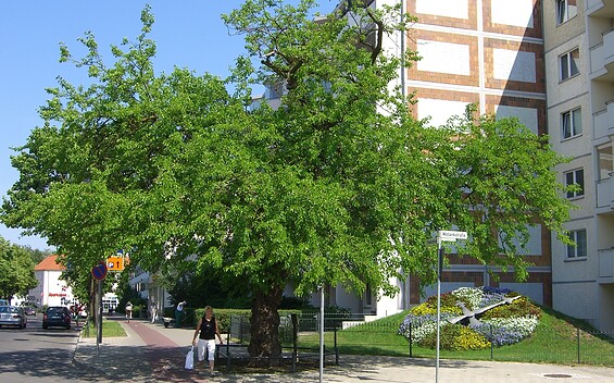 Maulbeerbaum, Blumenuhr & Postmeilensäule 
