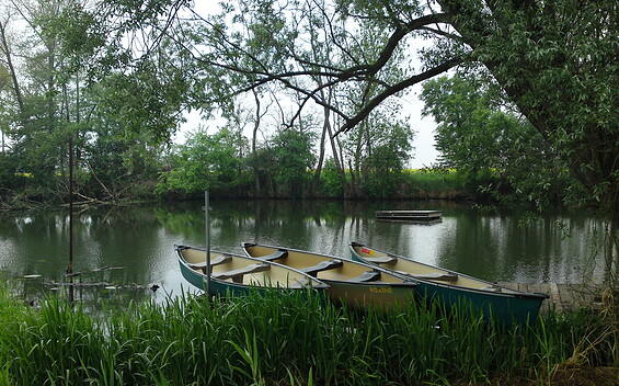 Alte Oder, Foto: Sandra Ziesig, Lizenz: Seenland Oder-Spree