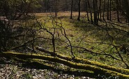 abwechslungsreiche Waldlandschaft, Foto: B. Daedelow