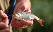 Rotfeder Weißfisch, Foto: Florian Läufer, Lizenz: Seenland Oder-Spree