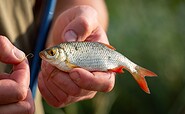 Rotfeder Weißfisch, Foto: Florian Läufer, Lizenz: Seenland Oder-Spree e.V.