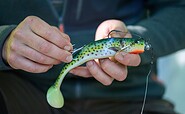 Hechtköder, Gummi, Foto: Florian Läufer, Lizenz: Seenland Oder-Spree