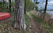 Wegmarkierung: Quadrat mit gelben Punkt auf weißem Hintergrund, Foto: Jörg Bartz, Lizenz: TV Ruppiner Seenland e.V.