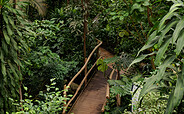 Blick in den Dschungel der Biosphäre Potsdam, Foto: Biosphäre Potsdam, Foto: Marc Lehnhardt, Lizenz: Biosphäre Potsdam