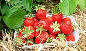 Frische Erdbeeren vom Feld, Foto: Gabriele Müller