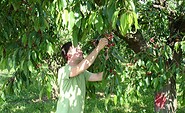 Cherry self-picking , Foto: Gabriele Müller