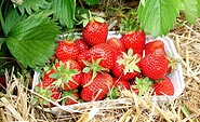 Fresh strawberries from the field, Foto: Gabriele Müller