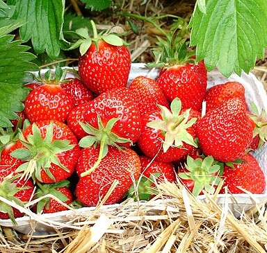 BB Brandenburger Obst GmbH (fruit farm/pick your own)