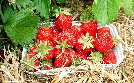 Fresh strawberries from the field, Foto: Gabriele Müller