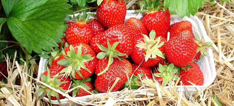 BB Brandenburger Obst GmbH (fruit farm/pick your own)