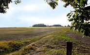 Weinberg/Sorgenpfuhl, Foto: Nela Everding, Lizenz: LPV Potsdamer Kulturlandschaft