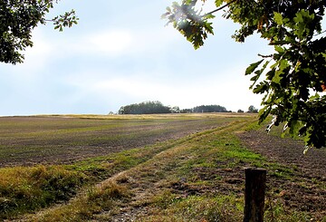 Weinberg/Sorgenpfuhl, Foto: Nela Everding, Lizenz: LPV Potsdamer Kulturlandschaft