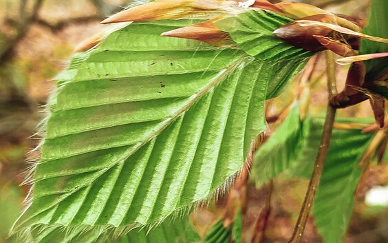 Leaf of the beech, Foto: Sandra Fonarob, Lizenz: Tourismusverband Dahme-Seenland e.V.