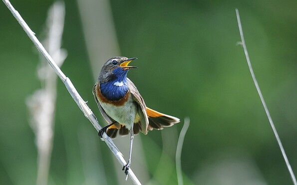 Station 9a: Vogelbeobachtung am Deich, Foto: Wolfgang Püschel, Lizenz: DSC