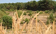 Durch die Schönower Heide, Foto: Nils Lönnies