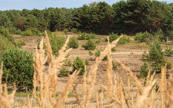 Durch die Schönower Heide, Foto: Nils Lönnies