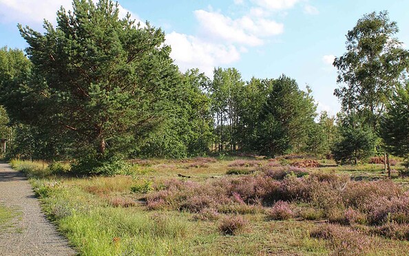 Durch die Schönower Heide, Foto: Nils Lönnies
