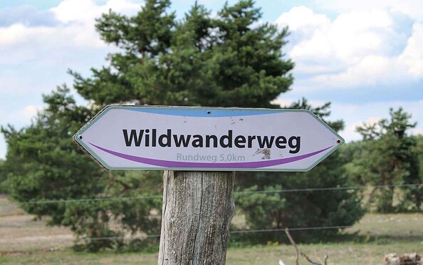 Durch die Schönower Heide, Foto: Nils Lönnies