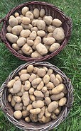 Kartoffelernte, Öko Jule, Foto: Christine Rabe