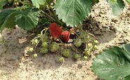 Erdbeeren, Öko Jule, Foto: Christine Rabe