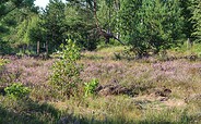 Stadt, Heide, Fluss - Schönower Heide, Foto: Nils Lönnies