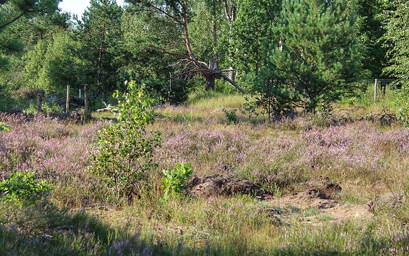 Stadt, Heide, Fluss - Schönower Heide, Foto: Nils Lönnies