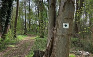 Waymarking: Green dot on a white background in a square shape, Foto: Jörg Bartz, Lizenz: TV Ruppiner Seenland e.V.