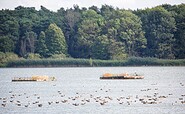 Birdwatching an den Altfriedländer Teichen, Foto: Florian Läufer, Lizenz: Seenland Oder-Spree