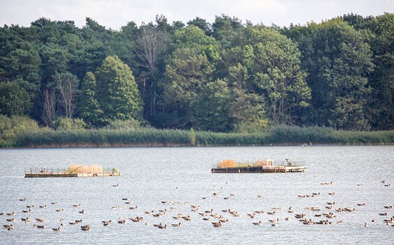 Birdwatching an den Altfriedländer Teichen, Foto: Florian Läufer, Lizenz: Seenland Oder-Spree