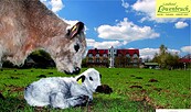 Blick von der Weide mit Galloway Kuh und Kalb zum Landhotel Löwenbruch, Foto: Frank Mertens, Lizenz: Frank Mertens