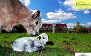 Blick von der Weide mit Galloway Kuh und Kalb zum Landhotel Löwenbruch, Foto: Frank Mertens, Lizenz: Frank Mertens