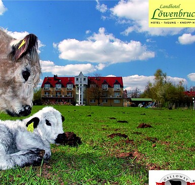 Landhotel Löwenbruch – Galloway farm