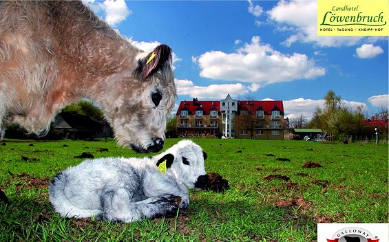 Blick von der Weide mit Galloway Kuh und Kalb zum Landhotel Löwenbruch, Foto: Frank Mertens, Lizenz: Frank Mertens