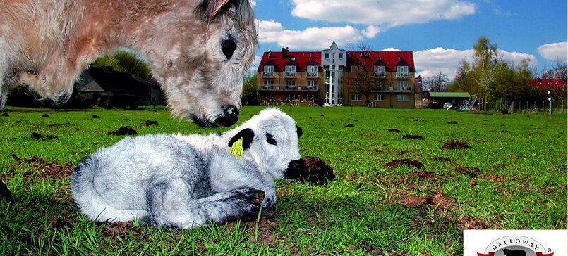 Landhotel Löwenbruch – Galloway farm