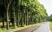 Lindenallee Neubarnim, Foto: Florian Läufer, Lizenz: Seenland Oder-Spree
