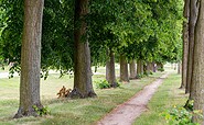 Lindenallee Neubarnim, Foto: Florian Läufer, Lizenz: Seenland Oder-Spree